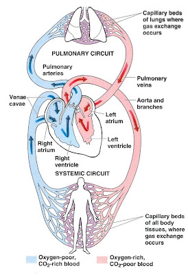 The basics of reading an ECG [OzEMedicine - Wiki for
