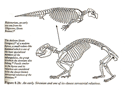 Biomechanics - Wikipedia, the free encyclopedia