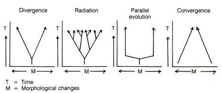 Can Microevolution Lead to Macroevolution ?