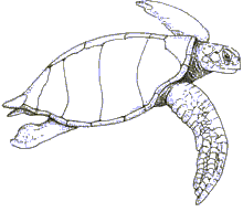 Sea Turtle Migration — SEE Turtles