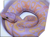Coral Snakes, coral snake, pictures - PEST PRODUCTS