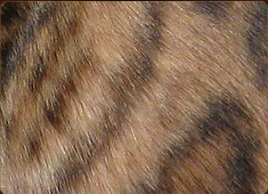 Bengal Cat Breed - Cat Information & Pictures
