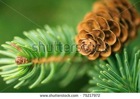 Pine Cone Ornaments at Joann.com - Jo-Ann Stores