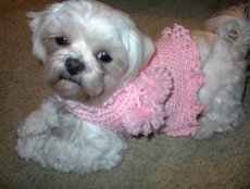 Easy Crochet Dog Sweater - YouTube