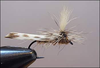 Dry Fly Patterns - Madison River Fishing Company - Ennis