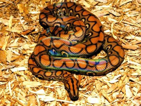 Northern Diamond-Backed Watersnake (Diamond-Backed Water