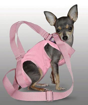 Dog Carriers at BaxterBoo
