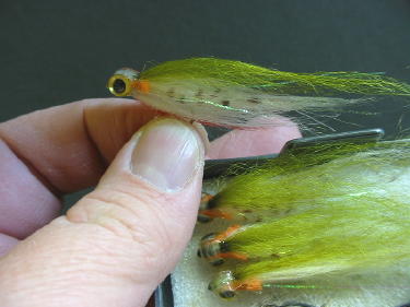 Brown trout in the Lake Ontario Tributaries | Lake Ontario