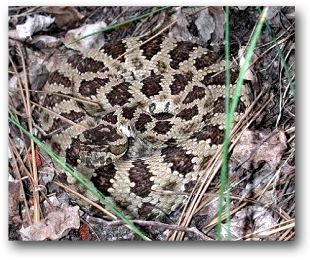 Western Diamond-backed Rattlesnake - Crotalus atrox