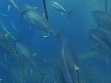 Yellowfin Tuna Fishing - Fishing - Fish & Methods