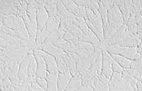 Firebloc® CP Gypsum Lay-In Ceiling Panel by American Gypsum