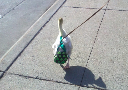 Walk your cat in the Kitty Holster cat harness