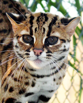Bengal cats & kittens - The International Bengal Cat