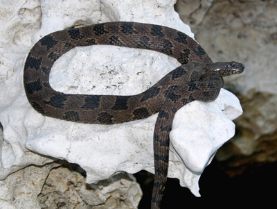 Corn Snake (from NC WINS) | NCpedia - NCpedia home page