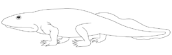 Biomechanics - Wikipedia, the free encyclopedia