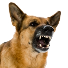 Dog - Wikimedia Commons