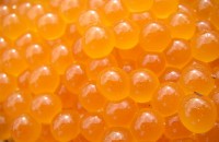 Fly Fishing Egg Pattern: Glo bugs made easy!