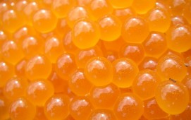 Salmon eggs and Big Trout - Hawkins Fly Fishing